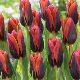 Maroon Magic Tulip Thumbnail